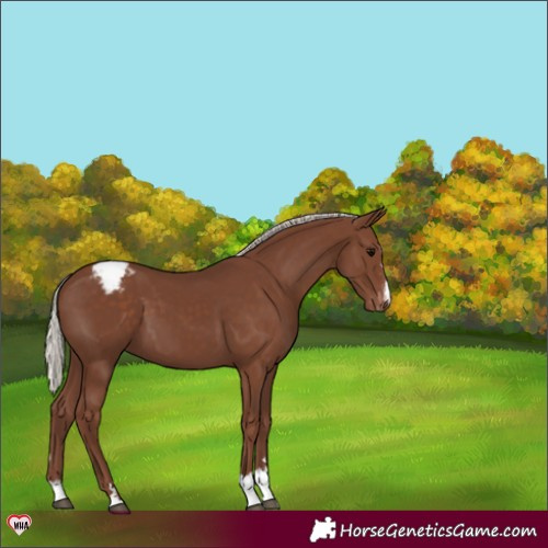 Horse Color:Silver Black Appaloosa 