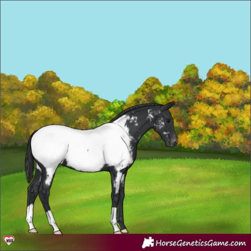 Horse Color:Black Near Fewspot 