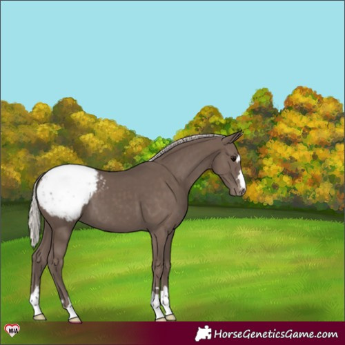 Horse Color:Silver Black Snowcap 
