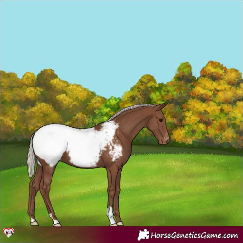 Horse Color:Silver Black Snowcap 