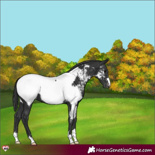 Horse Color:Black Appaloosa 