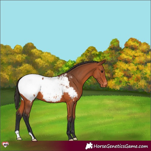 Horse Color:Bay Appaloosa 