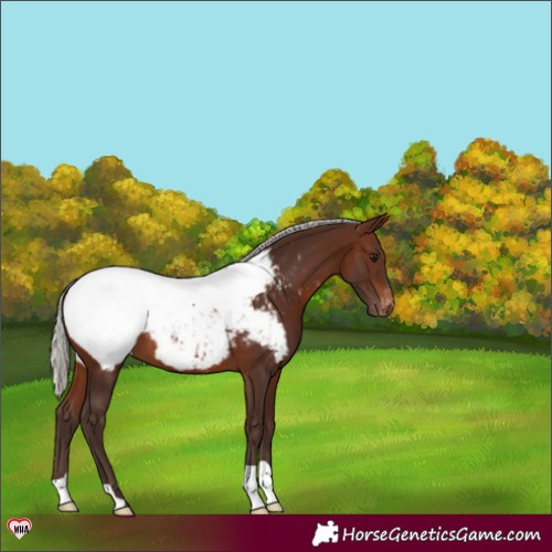 Horse Color:Silver Brown Snowcap 