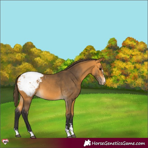 Horse Color:Buckskin Snowcap 