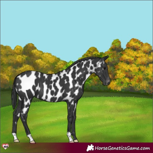 Horse Color:Black Appaloosa 