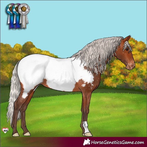 Horse Color:Silver Brown Appaloosa 