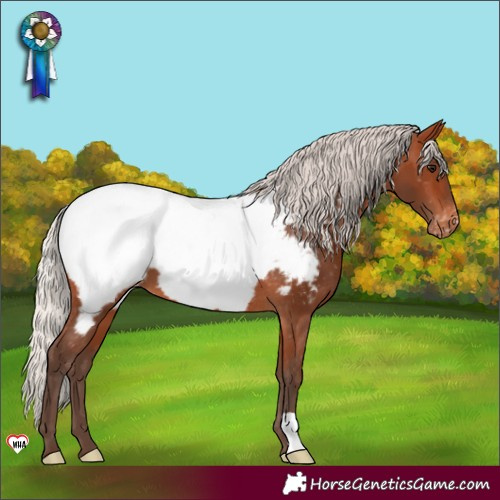 Horse Color:Silver Brown Appaloosa 