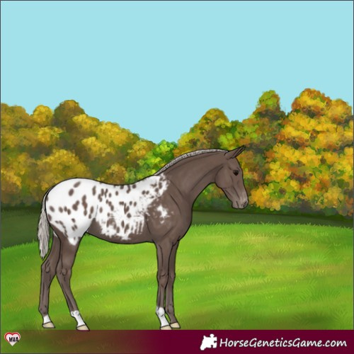 Horse Color:Silver Black Appaloosa 