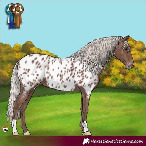 Horse Color:Silver Black Appaloosa 