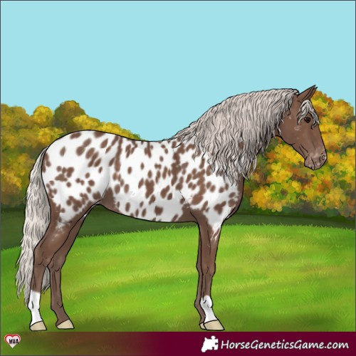 Horse Color:Silver Black Appaloosa 
