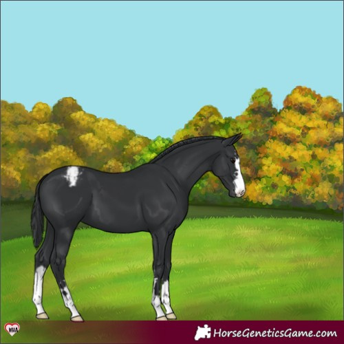 Horse Color:Black Appaloosa 