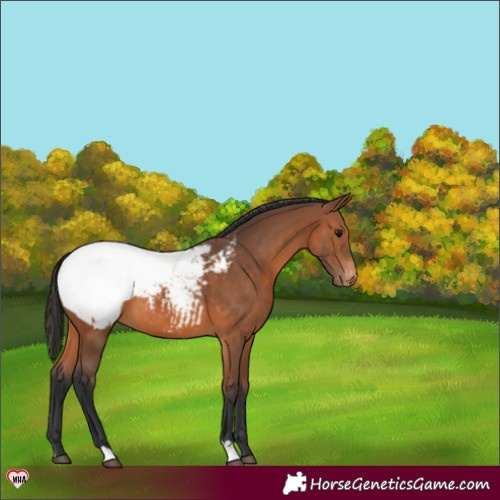 Horse Color:Bay Snowcap 