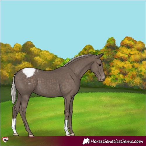 Horse Color:Silver Black Appaloosa 