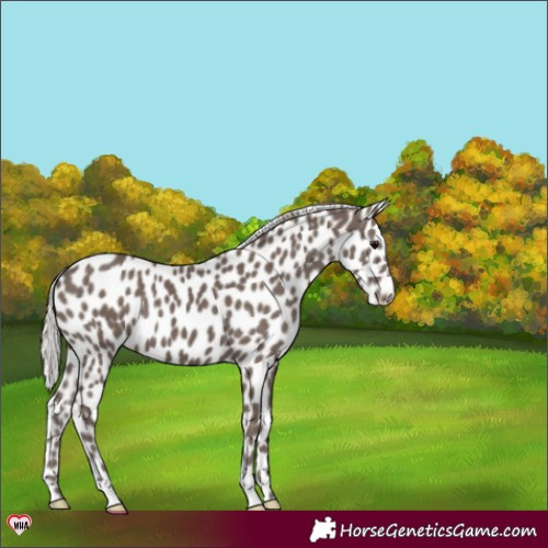 Horse Color:Silver Black Appaloosa 