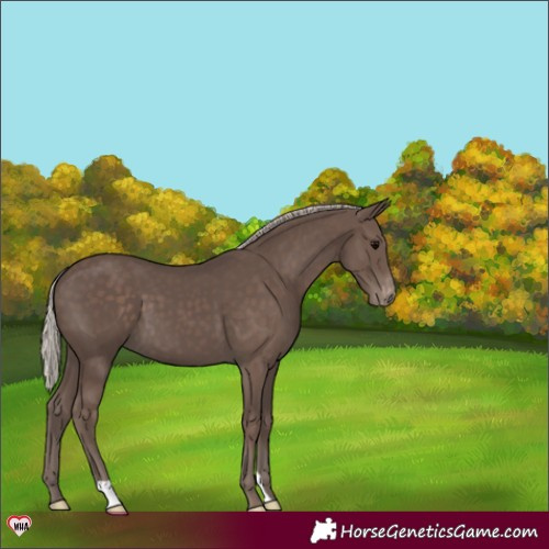 Horse Color:Silver Black Appaloosa 