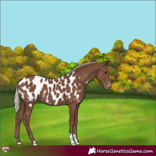 Horse Color:Silver Black Appaloosa 