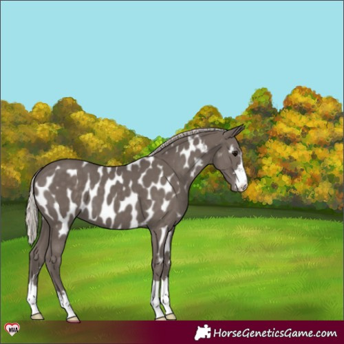 Horse Color:Silver Black Appaloosa 