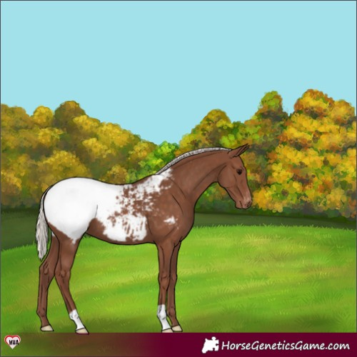 Horse Color:Silver Black Appaloosa 