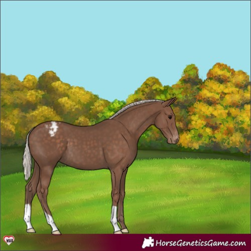 Horse Color:Silver Black Appaloosa 