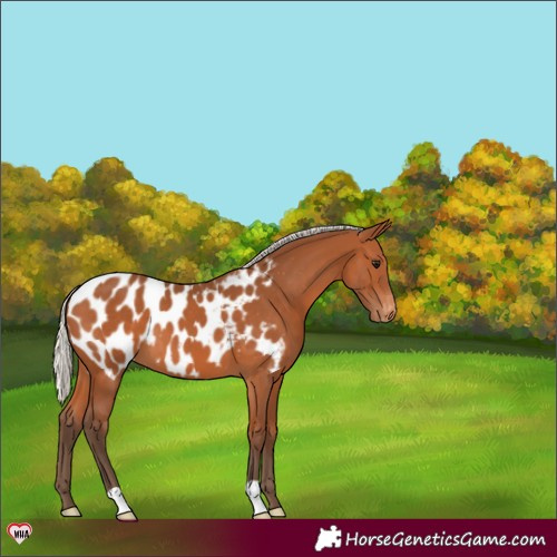 Horse Color:Silver Bay Appaloosa 
