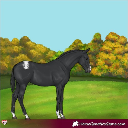 Horse Color:Black Appaloosa 