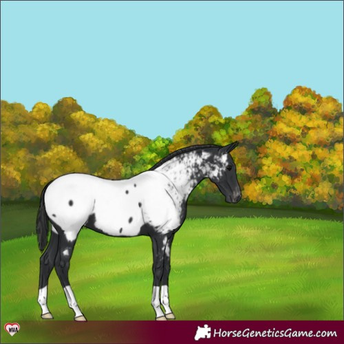 Horse Color:Black Near Fewspot 