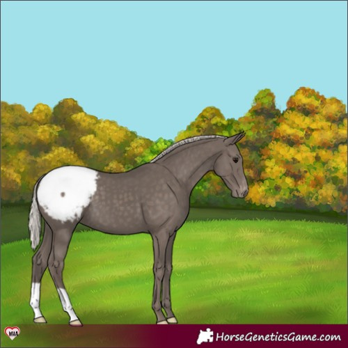 Horse Color:Silver Black Appaloosa 