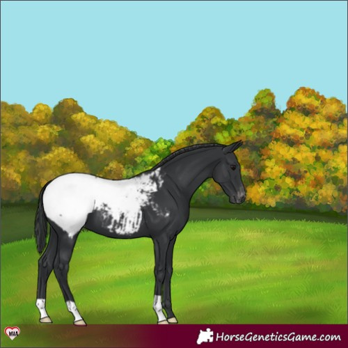 Horse Color:Black Appaloosa 