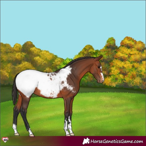 Horse Color:Bay Appaloosa 