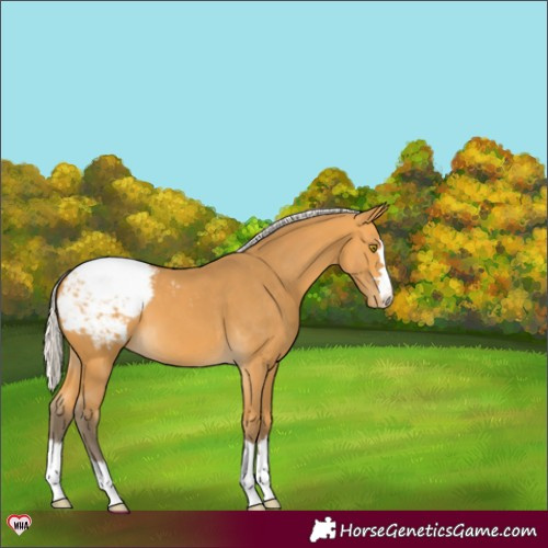 Horse Color:Silver Buckskin Snowcap 