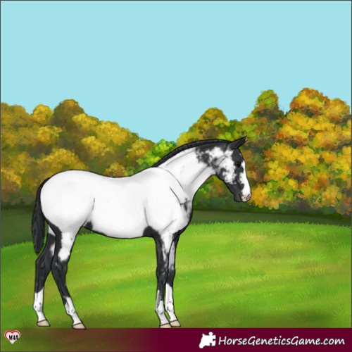 Horse Color:Black Near Fewspot 