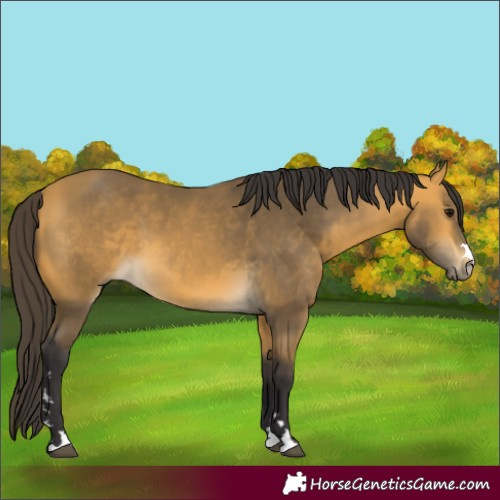 Horse Color:Buckskin
