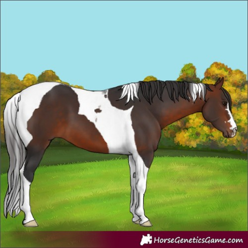 Horse Color:Bay Tobiano