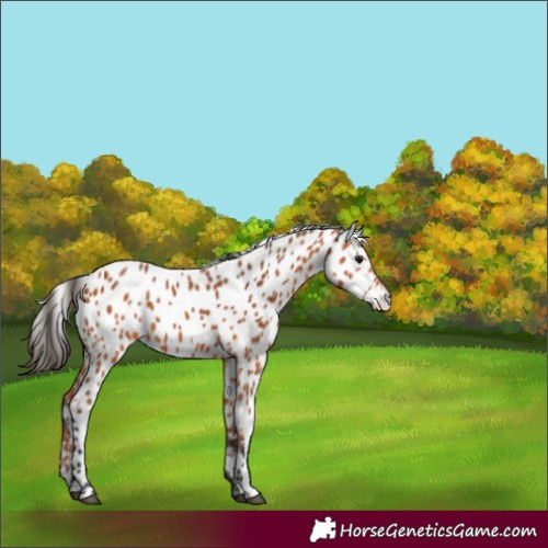 Horse Color:Bay Leopard 