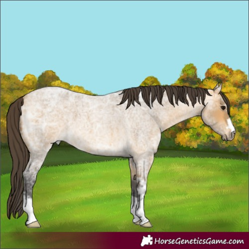 Horse Color:Buckskin Ice Roan 
