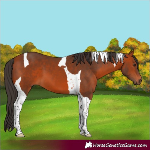 Horse Color:Bay Tobiano