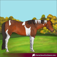 Horse Color:Bay Tobiano 