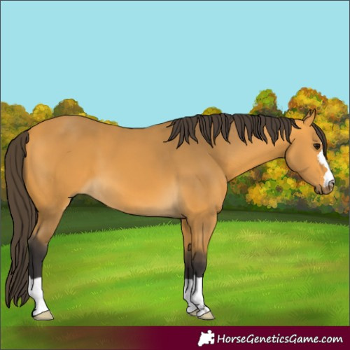 Horse Color:Buckskin 