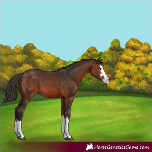 Horse Color:Brown Splash 