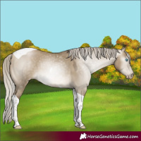 Horse Color:Gray Silver Buckskin Pearl Dun Tobiano 