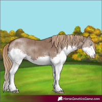 Horse Color:Liver Red Dun Splash Brindle