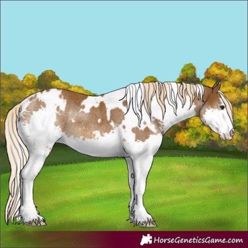 Horse Color:White Spotted Chocolate Palomino Splash Rabicano 