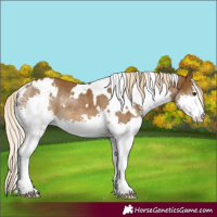 Horse Color:White Spotted Chocolate Palomino Splash Rabicano 