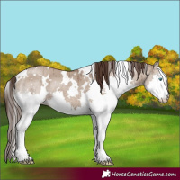 Horse Color:White Spotted Liver Red Dun Splash Brindle 