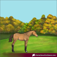 Horse Color:Buckskin 