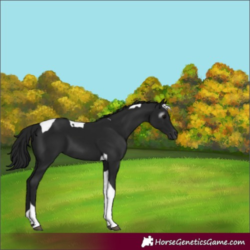 Horse Color:Gray Black Tobiano 
