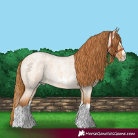 Horse Color:Red Dun Roan Splash Frame Rabicano 