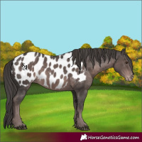 Horse Color:Platinum Liver Chestnut Appaloosa 