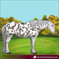 Horse Color:Platinum Liver Chestnut Appaloosa