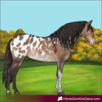 Horse Color:Brown Dun Tobiano Near Leopard 
